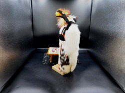 native doll lc fur bird hp side a